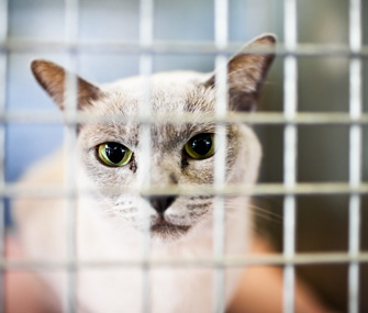 Shelter cat in a cage